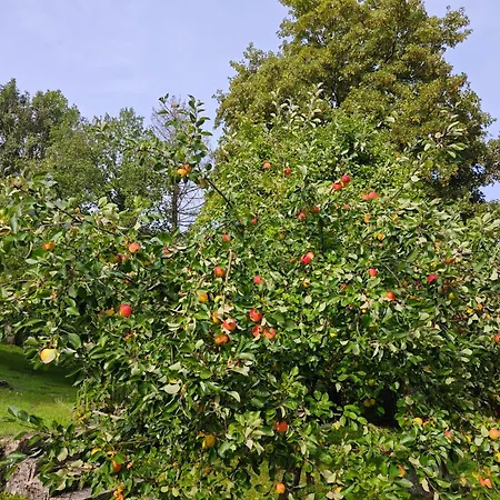 Urfter Hof Garni 호텔 *